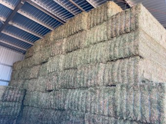 275mt Vetch Hay 650kg 8x4x3 Bales
