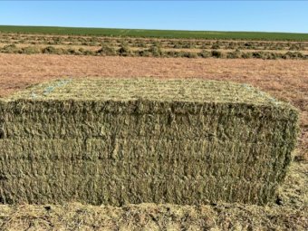 275mt Vetch Hay 650kg 8x4x3 Bales