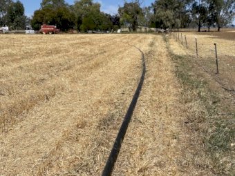 Trailco T300  Irrigator with Nelson Big Gun