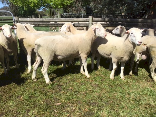 White Suffolk Rams