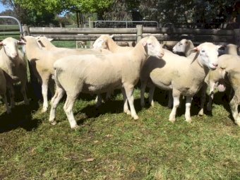 White Suffolk Rams