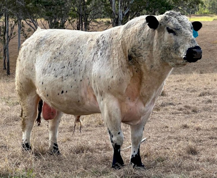 2017 Drop Speckle Park Bull