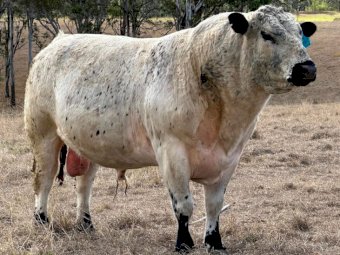 2017 Drop Speckle Park Bull