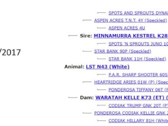 2017 Drop Speckle Park Bull