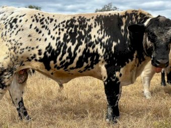 2021 Drop Speckle Park Bull