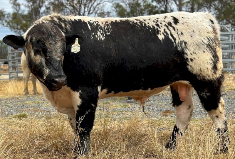 2021 Drop Speckle Park Bull