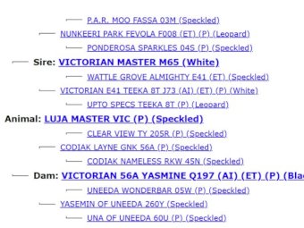 2021 Drop Speckle Park Bull