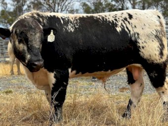 2021 Drop Speckle Park Bull