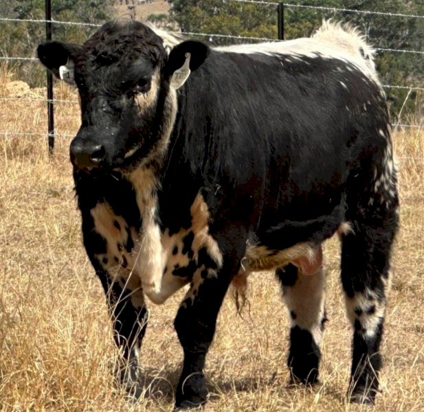 2022 Drop Speckle Park Bull