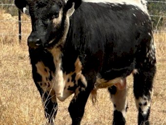 2022 Drop Speckle Park Bull