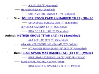 2022 Drop Speckle Park Bull