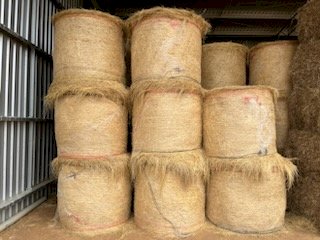 45 x Teff Hay 4x4 Round Bales