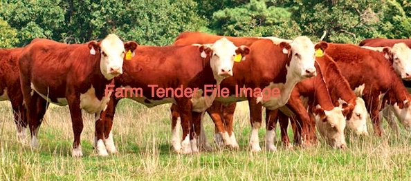 WANTED Hereford Heifer Calves