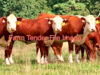 WANTED Hereford Heifer Calves