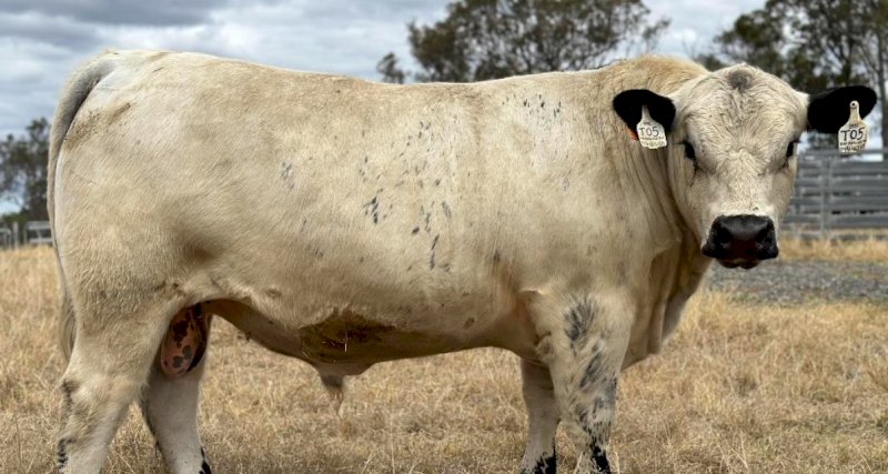 2022 Drop Speckle Park Bull