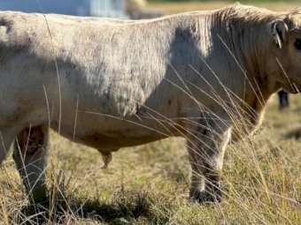 2022 Drop Speckle Park Bull