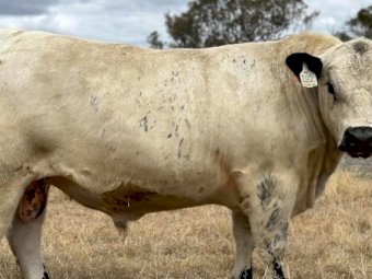 2022 Drop Speckle Park Bull