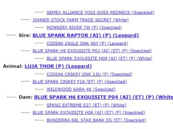 2022 Drop Speckle Park Bull