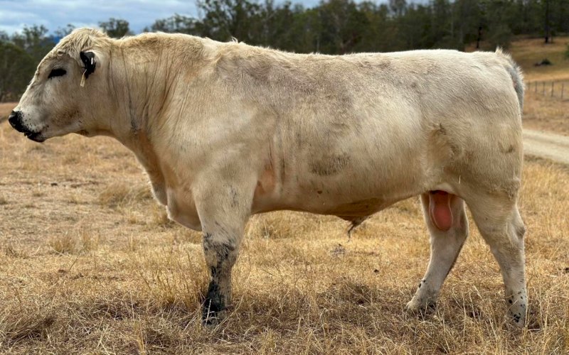 2022 Drop Speckle Park Bull