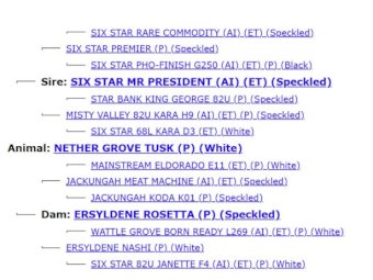 2022 Drop Speckle Park Bull