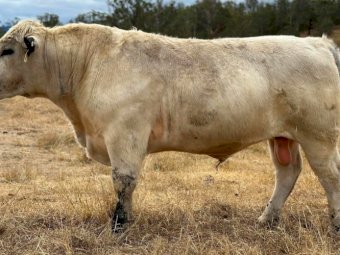 2022 Drop Speckle Park Bull