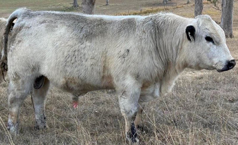 2022 Drop Speckle Park Bull