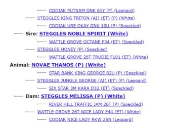 2022 Drop Speckle Park Bull