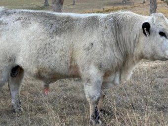 2022 Drop Speckle Park Bull