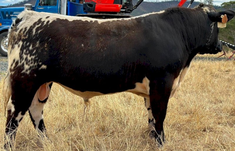 2022 Speckle Park Bull