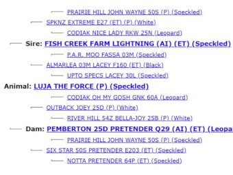 2022 Speckle Park Bull