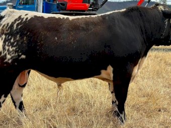 2022 Speckle Park Bull