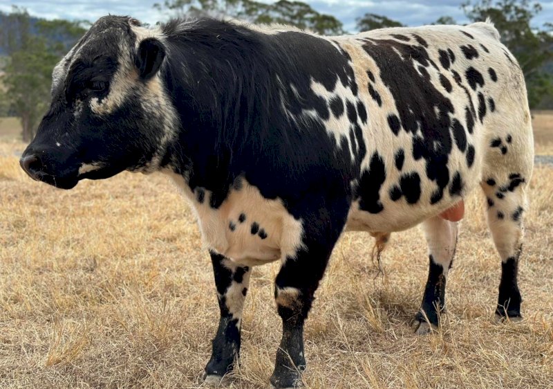 2022 Drop Speckle Park Bull