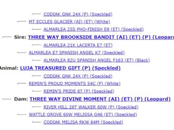 2022 Drop Speckle Park Bull