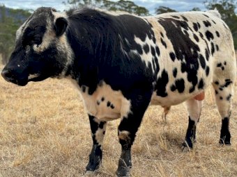 2022 Drop Speckle Park Bull