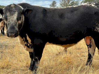 2022 Drop Speckle Park Bull