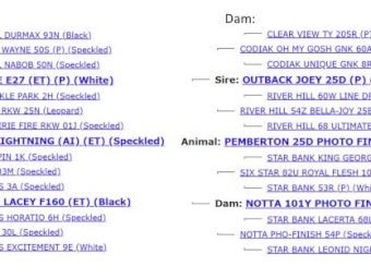 2021 Drop Speckle Park Bull