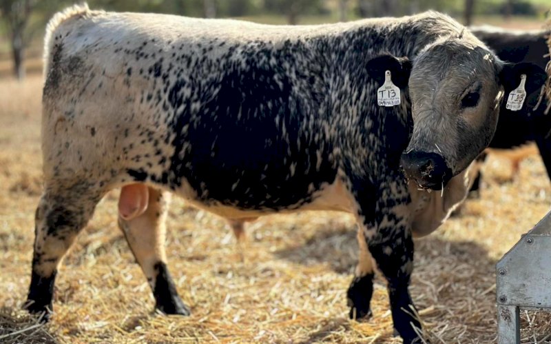 2021 Drop Speckle Park Bull