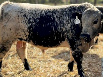 2021 Drop Speckle Park Bull