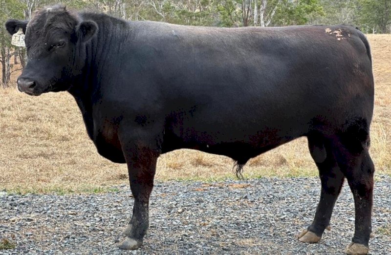 2022 Drop Speckle Park Bull