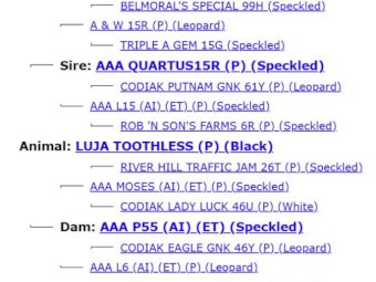 2022 Drop Speckle Park Bull