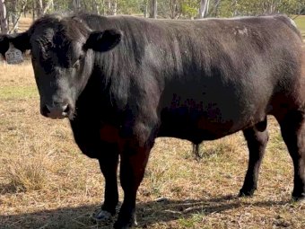 2022 Drop Speckle Park Bull