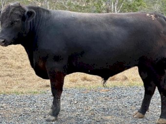 2022 Drop Speckle Park Bull