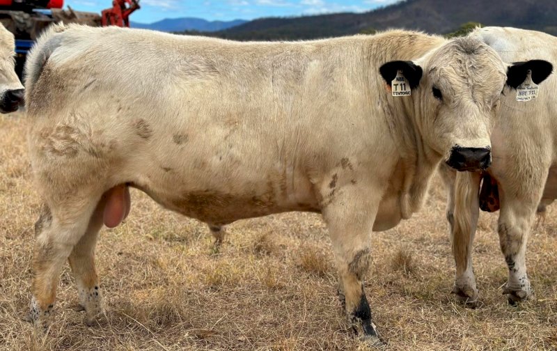 2022 Drop Speckle Park Bull