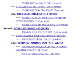 2022 Drop Speckle Park Bull