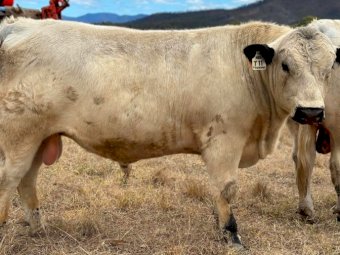 2022 Drop Speckle Park Bull