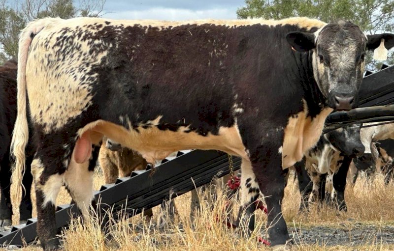 2022 Drop Speckle Park Bull