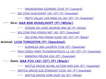 2022 Drop Speckle Park Bull