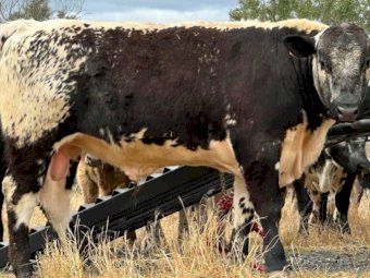 2022 Drop Speckle Park Bull