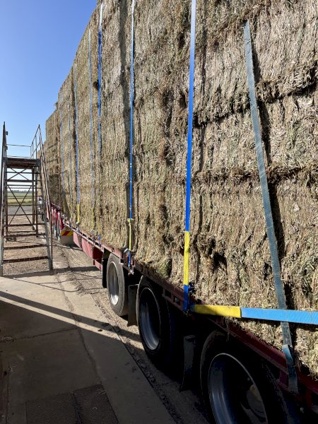 300 mt Vetch Hay 8x4x3 Bales in the Paddock (23/24 Season)