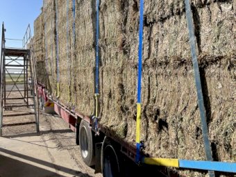 300 mt Vetch Hay 8x4x3 Bales in the Paddock (23/24 Season)